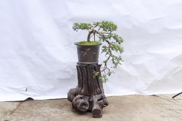 Cách Phân Chia Bố Cục Gỗ Lũa