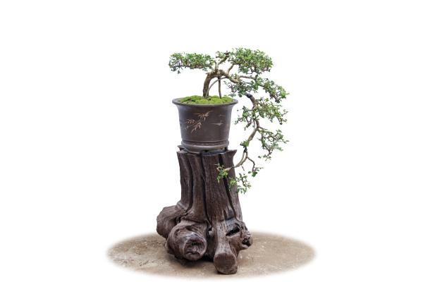 Phong Thủy Gỗ Lũa: Ý Nghĩa, Cách Kích Hoạt Vượng Khí & 5 Đại Kỵ Cần Tránh